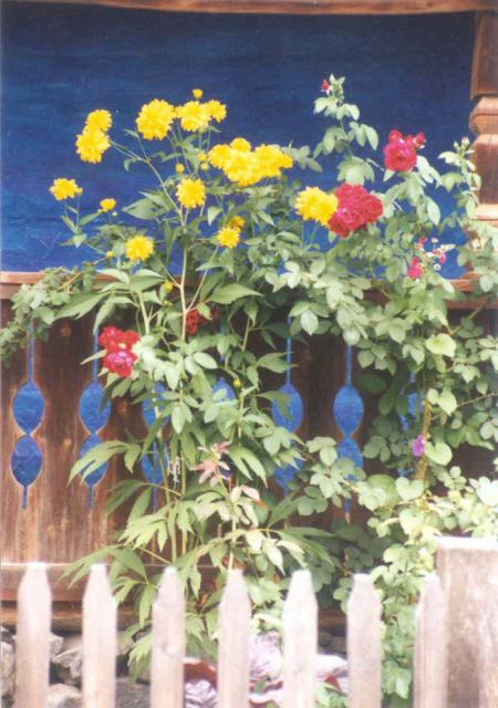 * Image 3