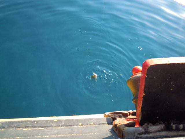 * Image 97