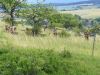 1 116.jpg - 2008:06:28 13:26:20