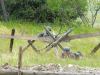 1 124.jpg - 2008:06:28 13:49:10