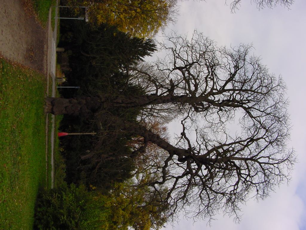 * Image 78