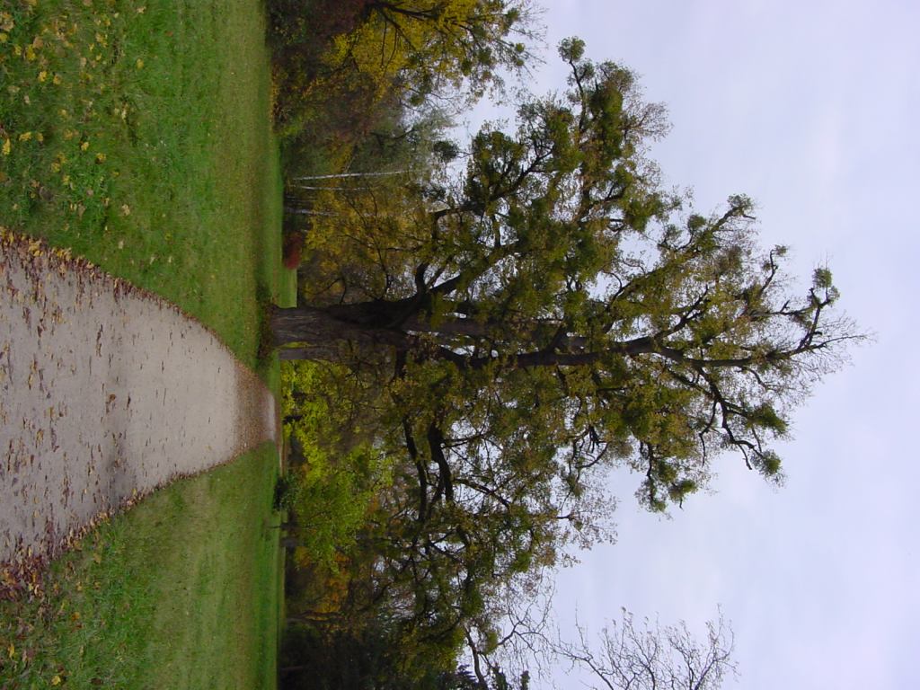 * Image 80