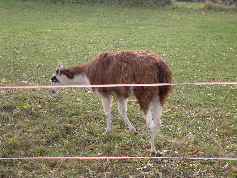 * Image 54