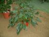 DSCF0355.JPG - 2004:10:22 11:52:13