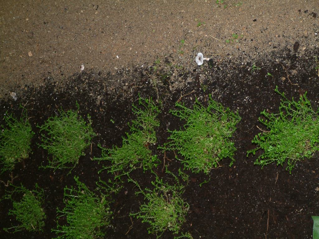 * Image 72
