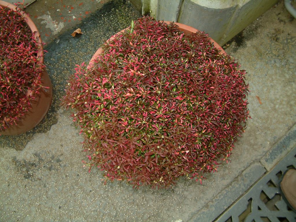 * Image 99