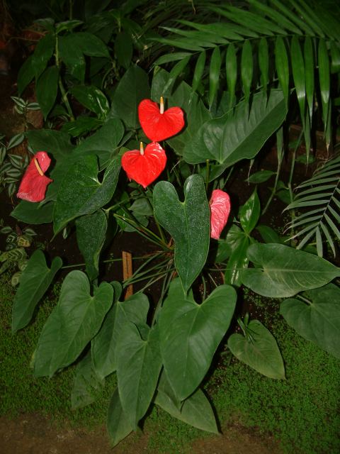 * Image 78