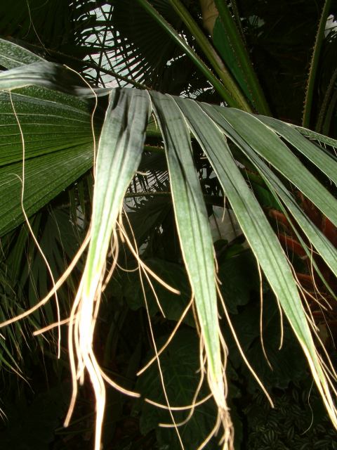 * Image 81
