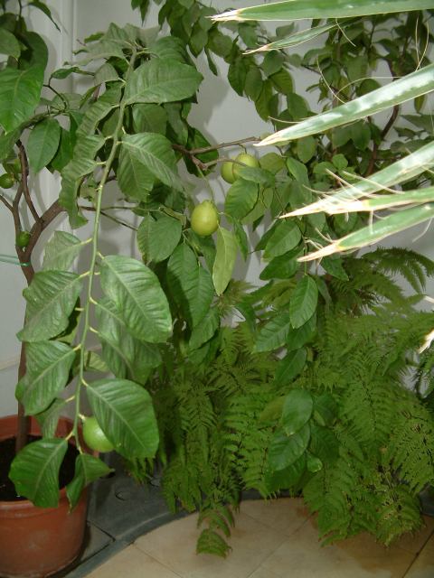 * Image 105