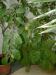DSCF0364.JPG - 2004:10:22 11:55:54