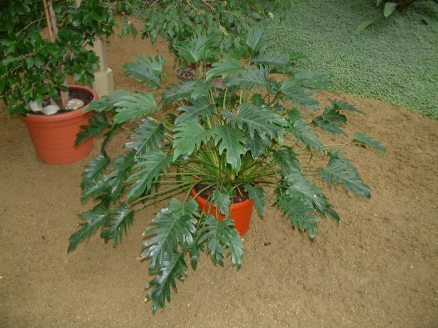* Image 96