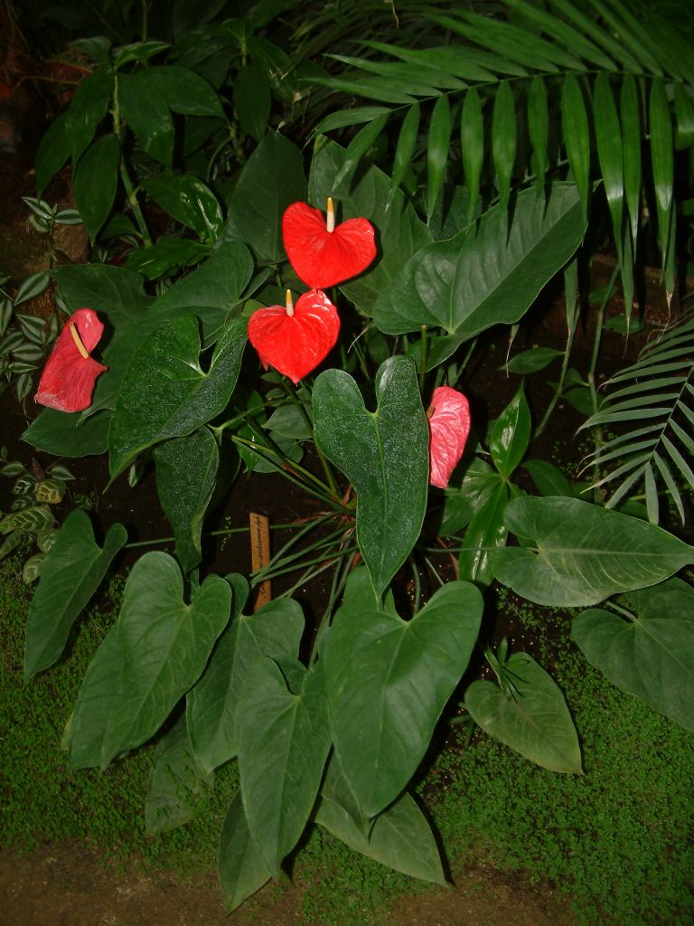 * Image 78