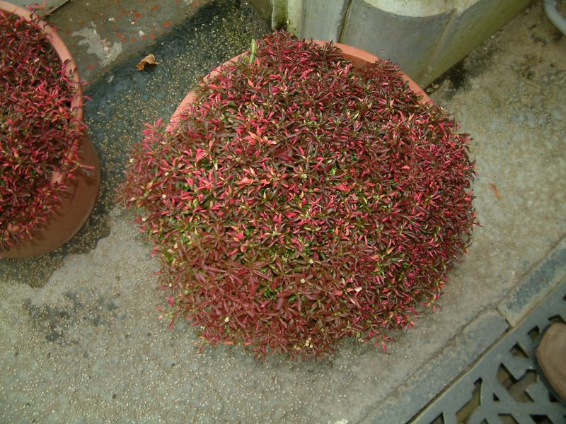 * Image 99