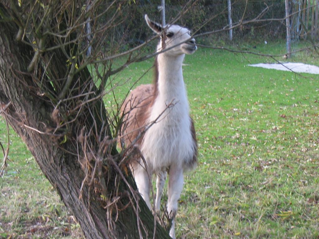 * Image 38