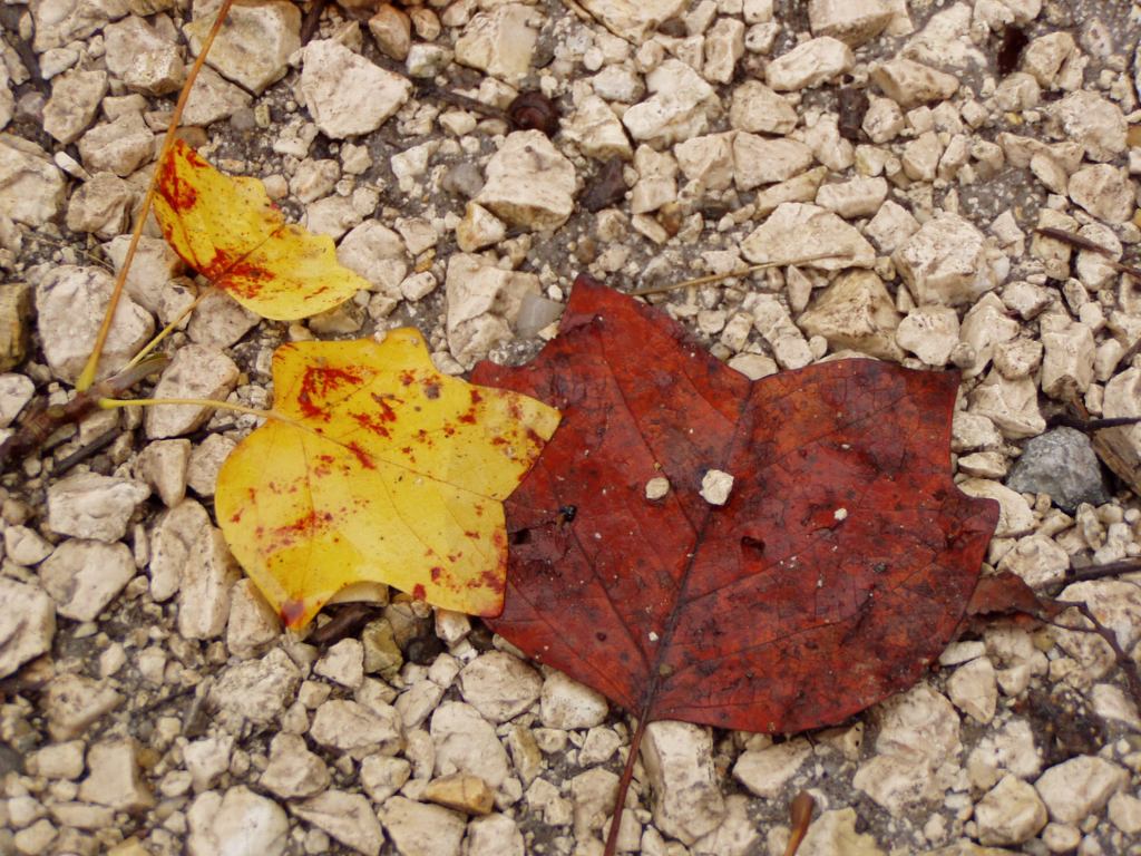 * Image 84