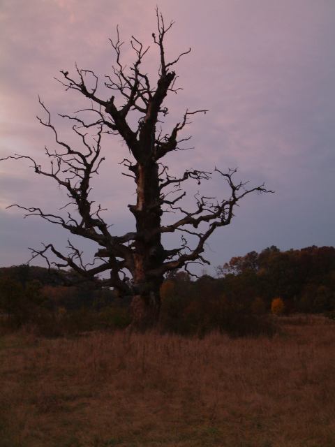 * Image 38