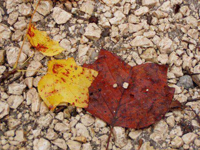 * Image 84