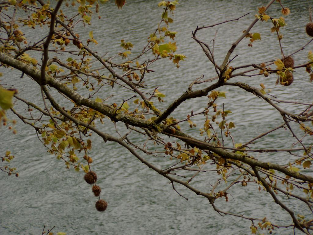 * Image 12