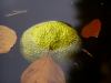 pa190040.jpg - 2004:10:19 12:56:55