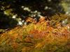pa190052.jpg - 2004:10:19 12:59:41