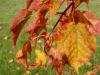 pa190118.jpg - 2004:10:19 13:24:06