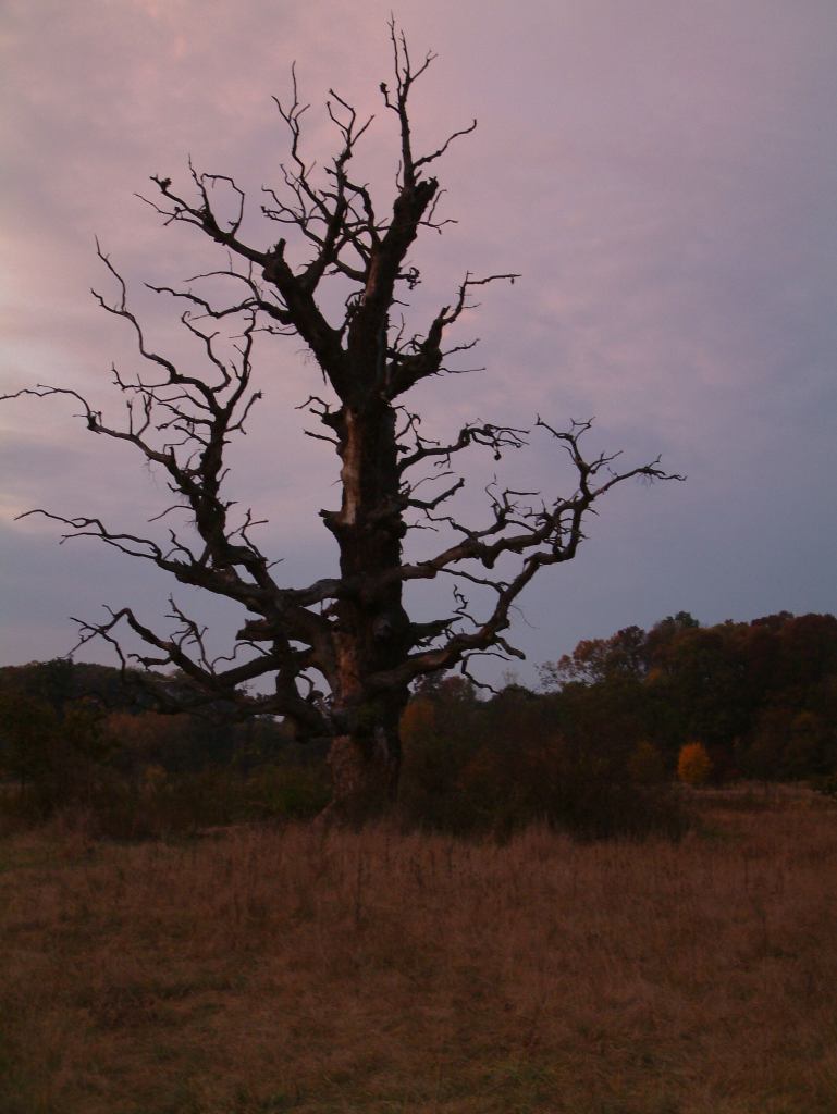 * Image 12