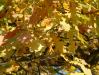 dscf0043.jpg - 2004:10:20 14:02:28