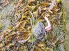Ardtornish_crabing07.JPG - 2004:07:23 13:54:11