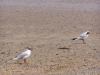 StAndrew12.JPG - 2004:07:27 13:51:04