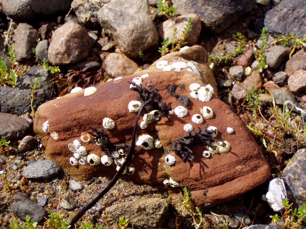 * Image 4