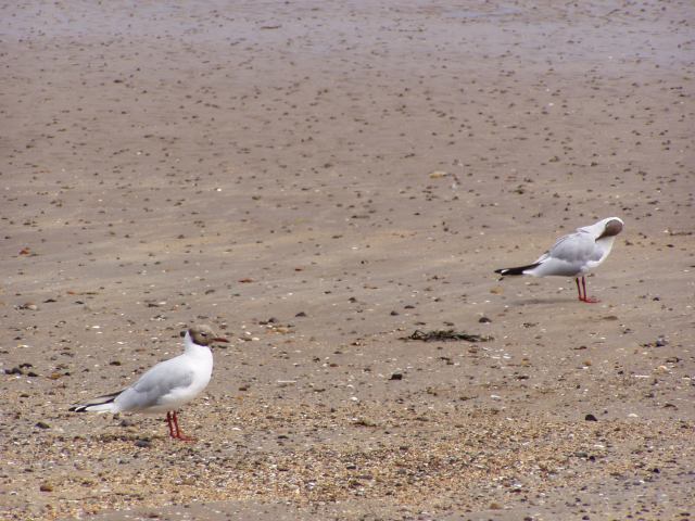 * Image 56