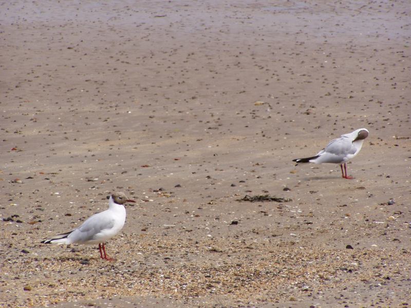 * Image 56