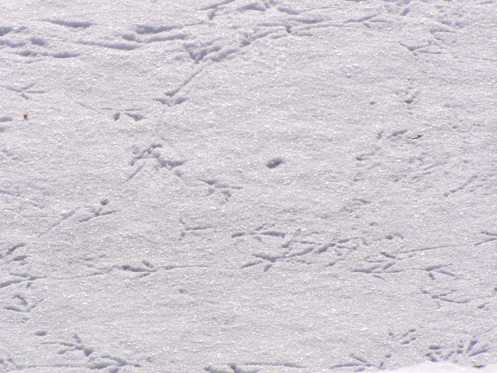 * Image 23