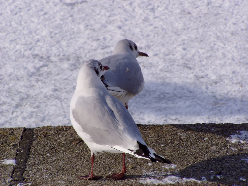 * Image 24