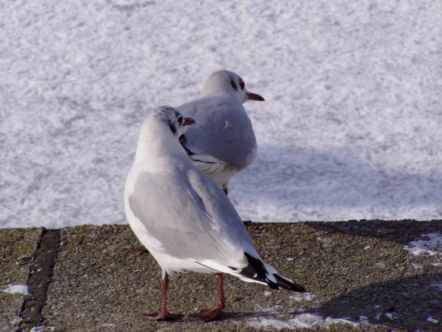 * Image 24