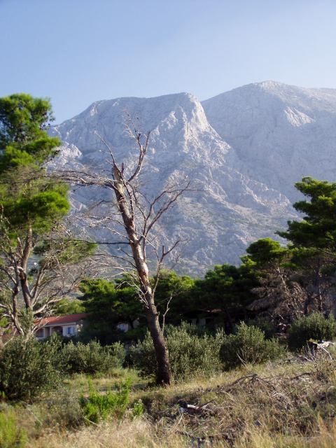 * Image 1