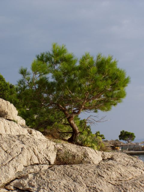 * Image 10