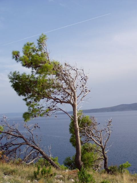 * Image 23