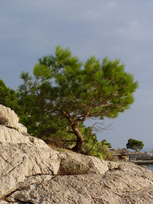 * Image 10
