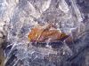 ice.JPG - 2005:03:14 09:54:18