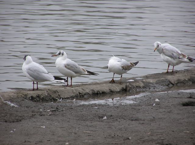 * Image 32