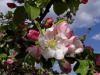 P4220315.jpg - 2005:04:22 16:46:44
