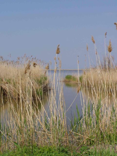 * Image 10