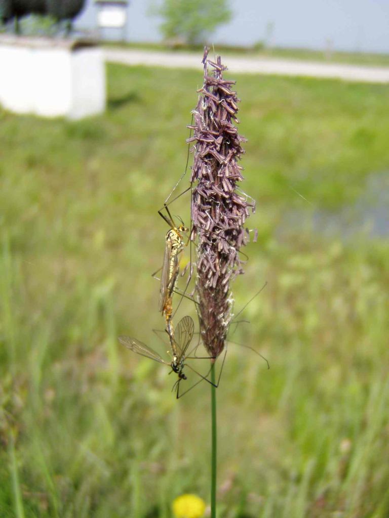 * Image 4