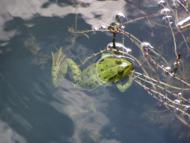 * Image 32