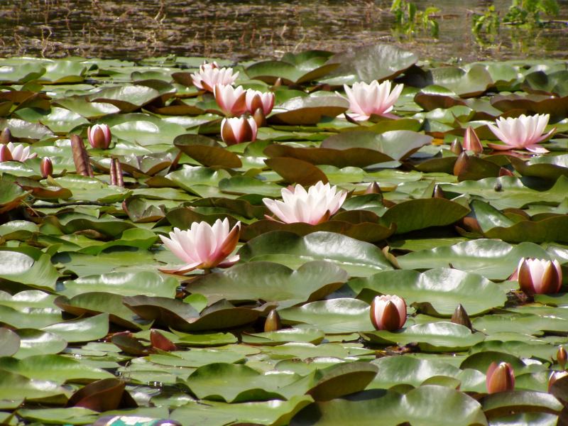 * Image 31
