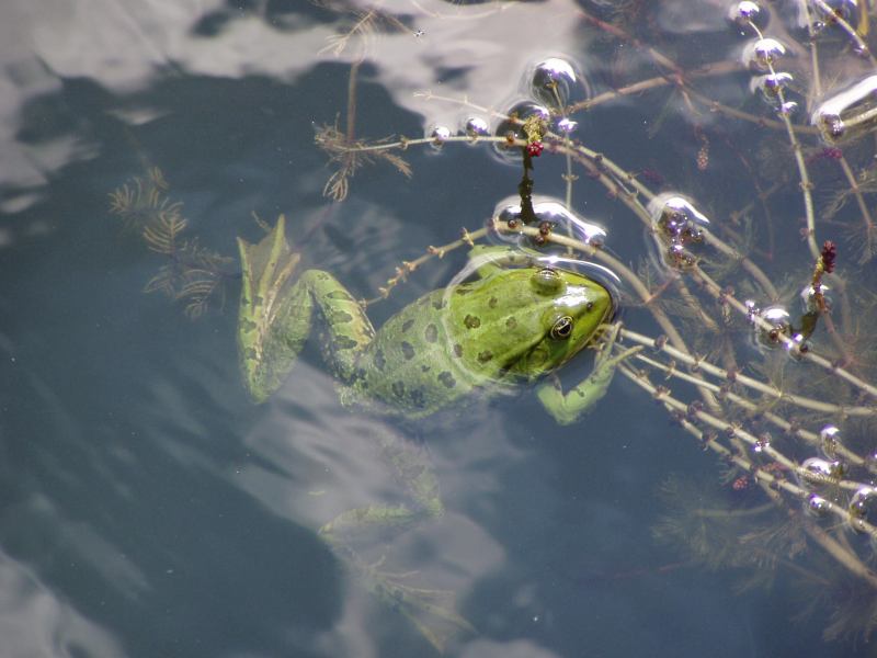 * Image 32