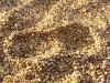 sand.JPG - 2005:03:13 16:37:40