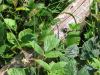 IMG_4785.JPG - 2006:07:05 11:28:38