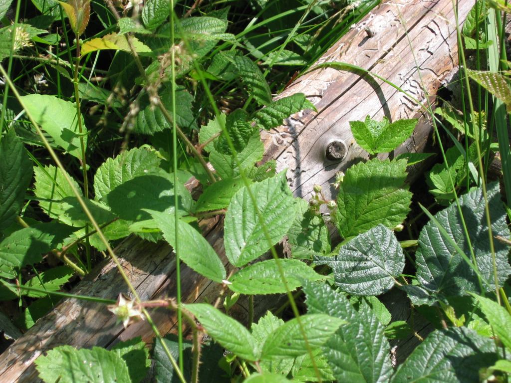 * Image 1